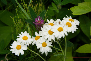 Large daisies and clover against the background of green grass in the garden on a summer day.