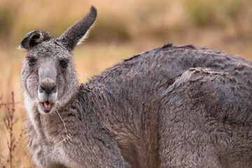 Chewing kangaroo with injured right ear, looking into the camera, in a field in the Grampians, Australia.