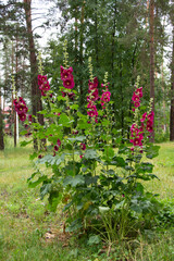 A bush of blooming dark burgundy mallow near a pine forest on a summer day.