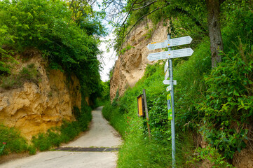 Weinberge Reben