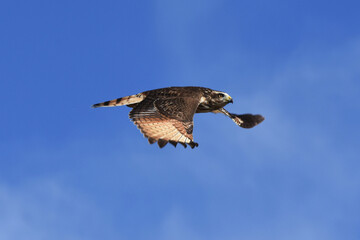 Obraz premium harrier