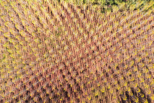Scenic drone view of rows of trees growing in countryside in sunlight