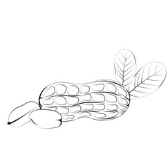 Peanuts vector stock illustration. A nut in a shell. Sweet dessert, peanut butter. Protein. Isolated on a white background.