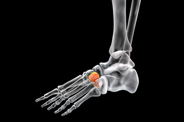 Intermediate cuneiform bone of the foot, 3D illustration