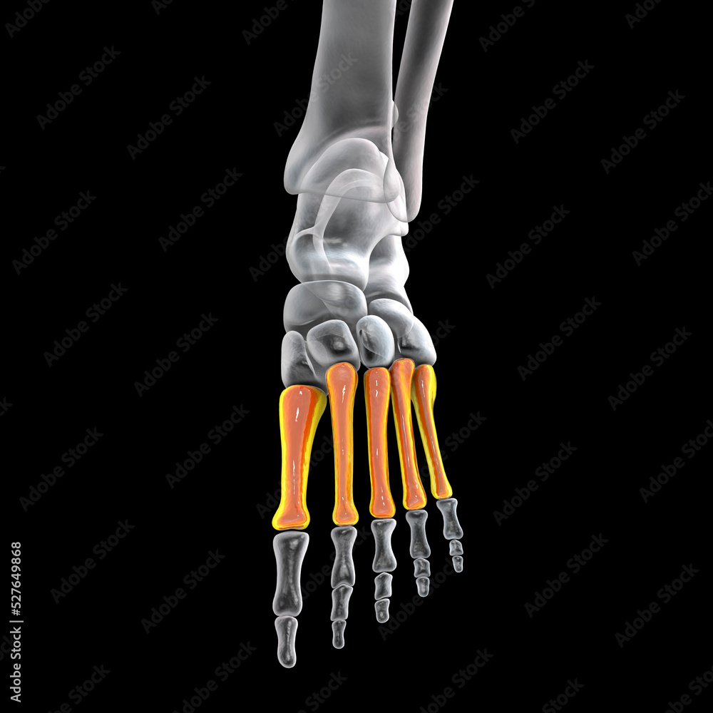 Sticker Metatarsal bones of the foot, 3D illustration