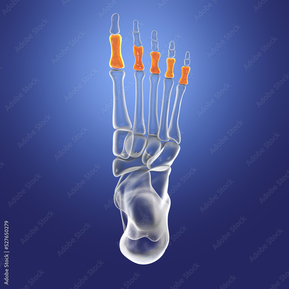 Wall mural proximal phalanges of the foot, 3d illustration