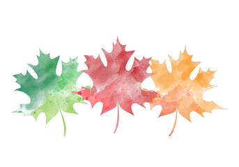 maple leaves isolated on white