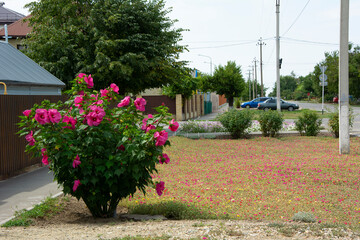 A bush of blooming herbaceous hibiscus with large red flowers on the street of a small town on a summer day.