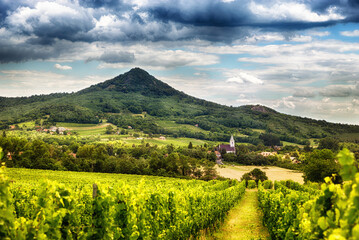 Obraz premium Härtling in einem Weinbaugebiet in Ungarn am Plattensee