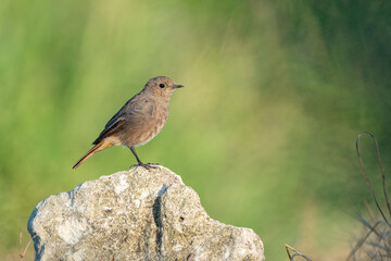 Black Redstart (Phoenicurus ochruros) young female bird on a rock isolated on green background