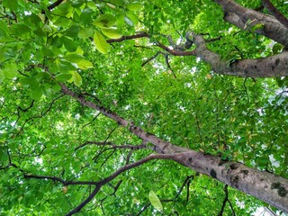 Tall Summer Green Leaves and Bark on Branches