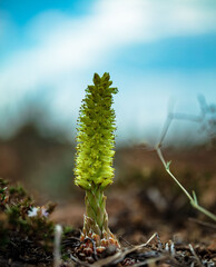 spring in the forest