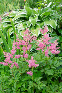 Variegated hosta leaves and pink astilba in the garden on a summer day.