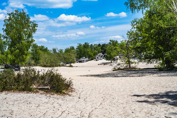 Natural forest in Fontainebleau