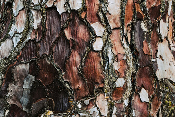 Bark armor