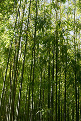 Fototapeta na wymiar beautiful pictures of bamboo plants