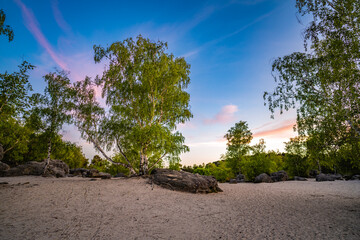 Natural forest in Fontainebleau