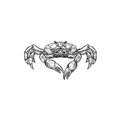 Crab marine crustacean with claws and shell, seafood isolated monochrome sketch icon. Vector underwater animal fresh or boiled, swimming crab Liocarcinus, thick exoskeleton and pair of pincers
