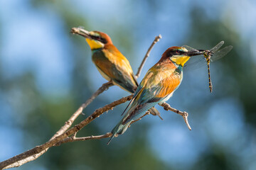 European Bee-eaters perched on a branch with insects in their beaks