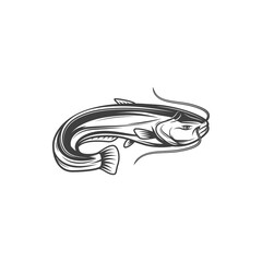 Catfish or burbot fish, freshwater and ocean fishing vector icon. Sheatfish or bubbot, mariah cod or ling, seafood menu and marine cuisine cooking fish in flat line