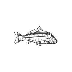 Carp fish, sea food and fishing vector icon. Freshwater fish of river or lake carp, cuisine cooking food or marine restaurant menu fish, fishery market catch in flat line