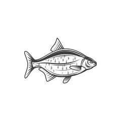 Crucian or carp, fish for fishing or food, vector line icon. Freshwater fish carp crucian or bream from river or lake, cuisine cooking food or restaurant menu and fishery market catch