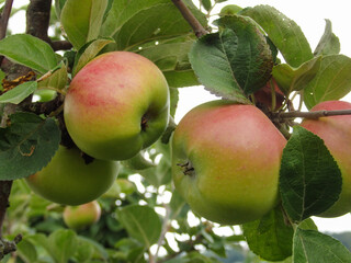 Apple tree branch with apples on a blurred background during ripening.
