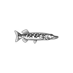 Pike, fish for fishing or food, vector line icon. Freshwater fish pike or pickerel from river or lake, cuisine cooking food or restaurant menu and fishery market catch