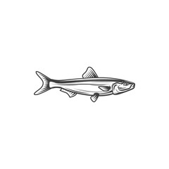 Anchovy or sprat fish, fishing or food vector line icon. Ocean fish anchovy or sprat, fisher market catch or cuisine cooking food and restaurant menu