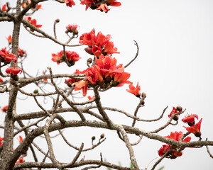 Pink Shower Tree