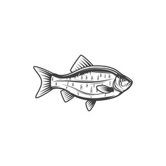 Obraz na płótnie Canvas Bream fish, fishing or food vector icon of freshwater or marine fishes. Bream fish or carp crucian from lake or river for cuisine cooking food or restaurant menu and fishery market catch