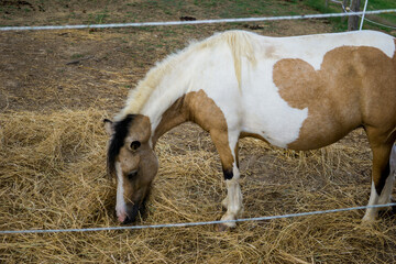 beautiful pony of white and brown color. Photographed while eating boil