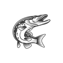 Pike fish or freshwater pickerel and walleye, vector isolated icon. Freshwater and marine fish, food and fishing pike or pickerel walleye, fishery market catch