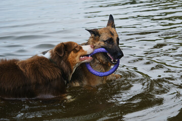 Two dogs having fun playing tug of war puller in water and spray flying in different directions. German Shepherd fighting for round toy with Australian Shepherd. Lifestyle concept Happy dog emotions.