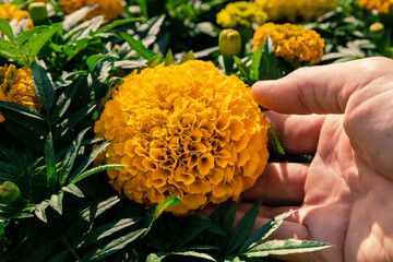 Man touches a blooming yellow marigold flower with his hand. Tagetes flower head. Growing flowers in the garden. Marigolds Antigua, Very large, double flowers.