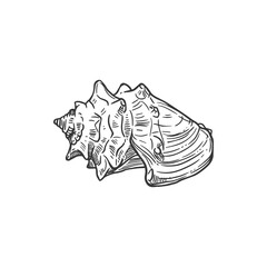 Sketch sea shell, crown or knobbed whelk conch, vector engraved seashell mollusk, marine clam or shellfish, underwater hand drawn creature design element isolated on white background