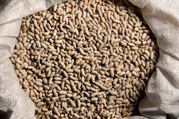 Bean seeds in a bag. Healthy food. Collection, storage and preparation of seeds for planting. Organic background. Beans are a source of protein.