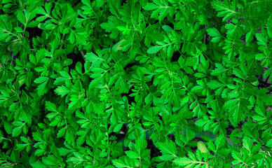 Obraz premium Young green seedlings of marigolds. Preparing for a transplant. Flower seedling background.