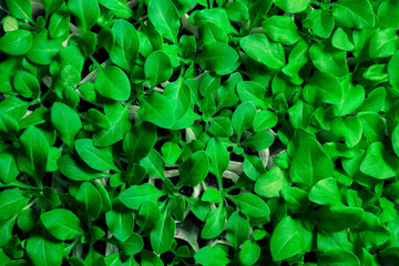 Young green petunia seedlings in special woven bags. Preparing for transplanting flower seedlings. Plant background