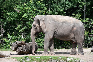 Fototapeta premium elephant in zoo
