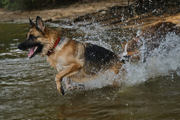 Two dogs having fun in park by water. Lifestyle concept Happy dog emotions. German Shepherd runs into river and wants to swim spray flying in different directions. Aussie catches up and Bites tail.