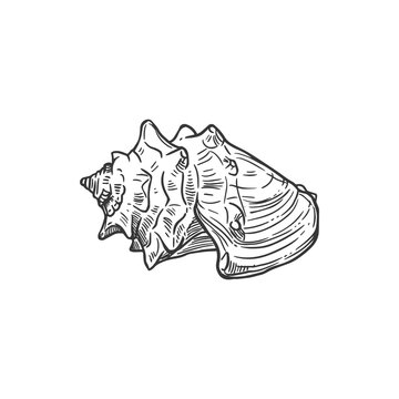 Sketch sea shell, crown or knobbed whelk conch, vector engraved seashell mollusk, marine clam or shellfish, underwater hand drawn creature design element isolated on white background