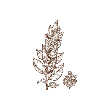 Quinoa plant and seeds superfood isolated monochrome icon. Vector cereal crop, sorghum field plant rich in protein, dietary fiber, B vitamins and minerals. Agriculture cultivation, Chenopodium quinoa