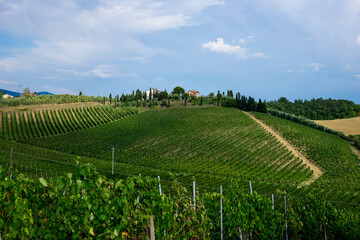 Fototapeta na wymiar beautiful scenery of Tuscan vineyards with cypress trees