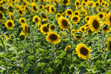 .Sunflowers growing in a field on a sunny day. A field of sunflowers.