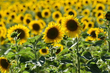 Fototapeta premium .Sunflowers growing in a field on a sunny day. A field of sunflowers.
