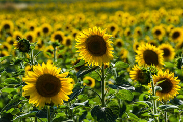 Obraz premium .Sunflowers growing in a field on a sunny day. A field of sunflowers.