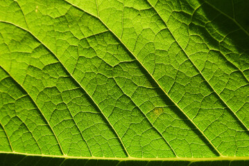The texture of the leaf illuminated by the sun.