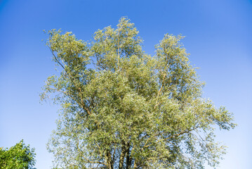 Willow tree with green leaves on a sunny day.