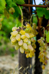 beautiful and delicious bunches of white grape